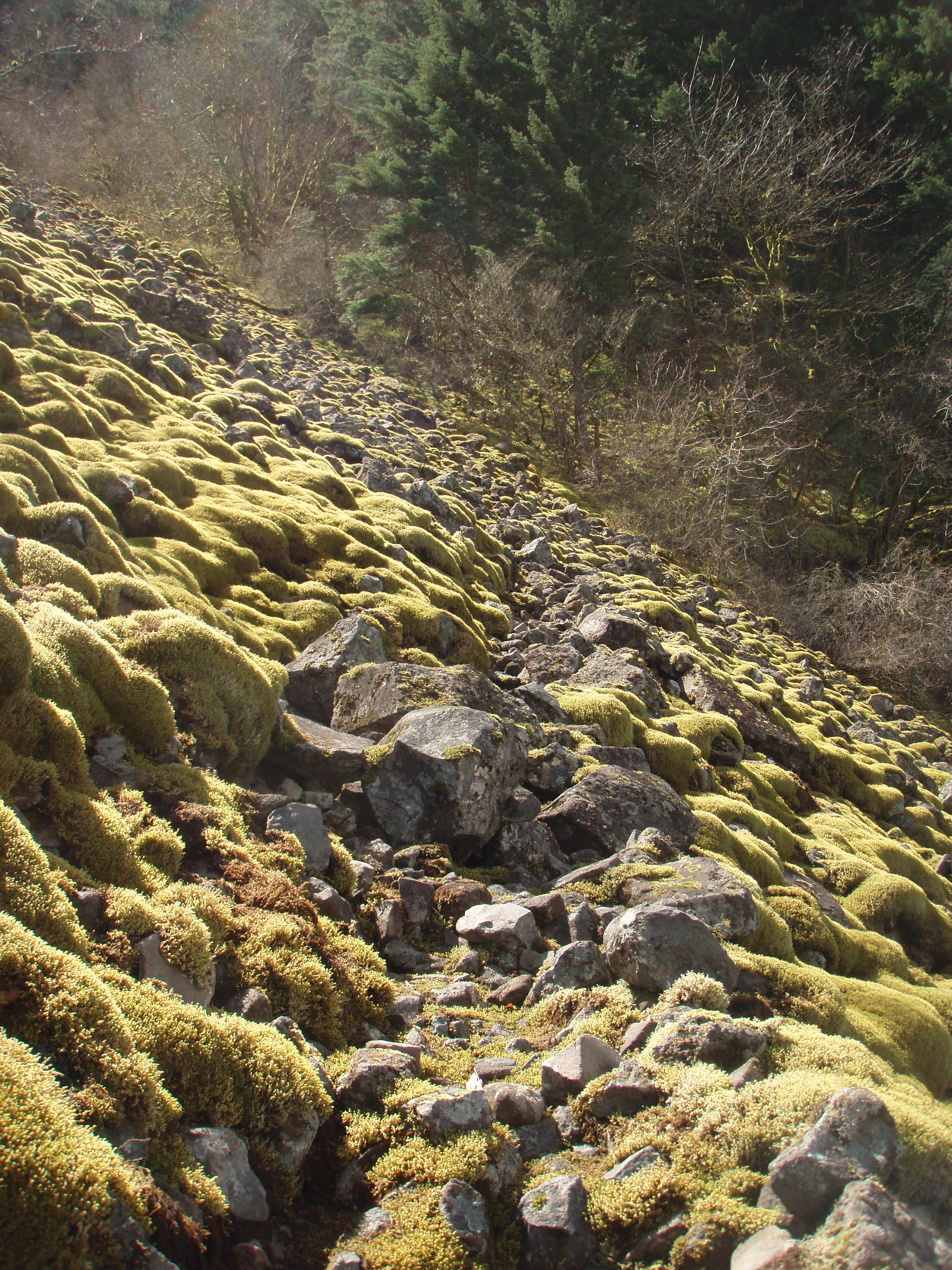the trail